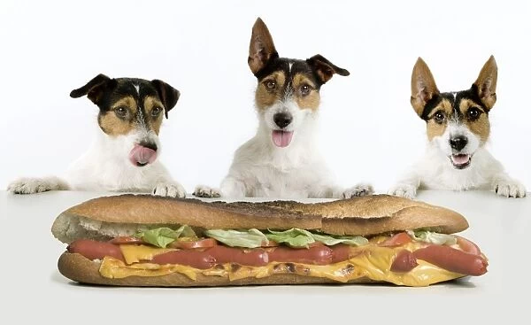 Dog - Jack Russell Terriers. Three in a row dribbling at hot-dog baguette