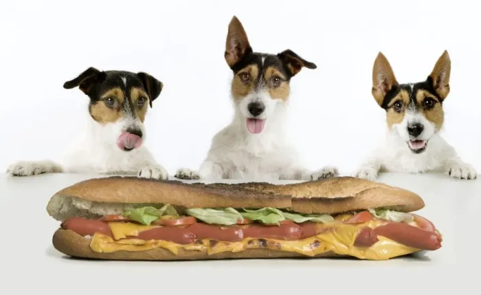 Framed Print : Dog - Jack Russell Terriers. Three in a row dribbling at hot-dog baguette Framed Print : Dog - Jack Russell Terriers. Three in a row dribbling at hot-dog baguette