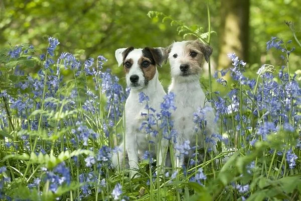 DOG - Jack russell terriers sitting together in bluebells