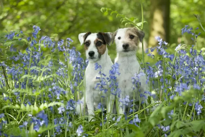 Framed Print : DOG - Jack russell terriers sitting together in bluebells Framed Print : DOG - Jack russell terriers sitting together in bluebells
