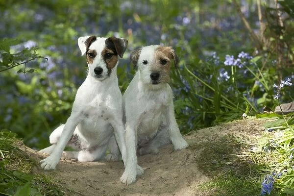 DOG - Jack russell terriers sitting together in bluebells