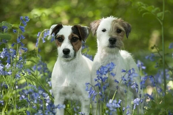 DOG - Jack russell terriers standing together in bluebells