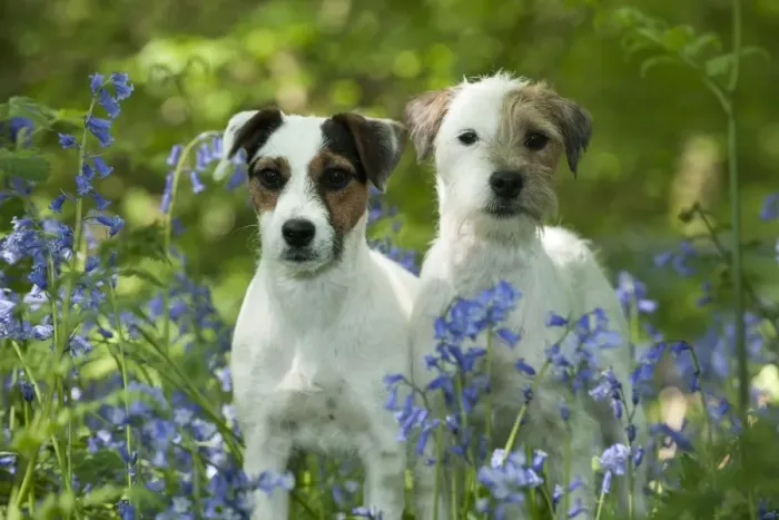 Framed Print : DOG - Jack russell terriers standing together in bluebells Framed Print : DOG - Jack russell terriers standing together in bluebells