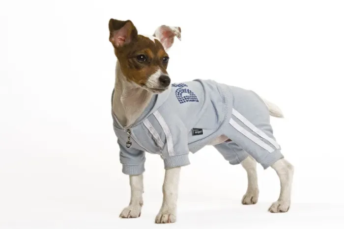 Framed Print : Dog - Jack Russell - wearing sweatshirt vest Framed Print : Dog - Jack Russell - wearing sweatshirt vest