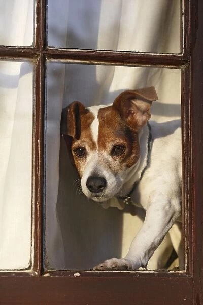 Dog - Jack russell at window