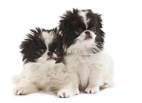 Dog - Japanese Chin  /  Spaniel - puppies in studio