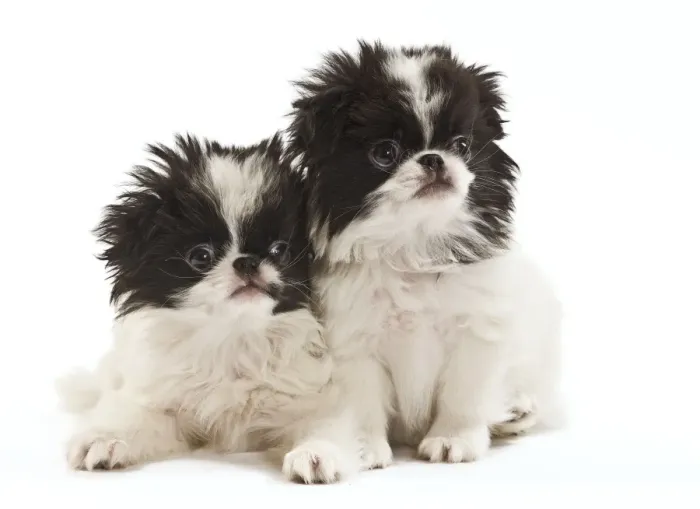 Framed Print : Dog - Japanese Chin / Spaniel - puppies in studio Framed Print : Dog - Japanese Chin / Spaniel - puppies in studio