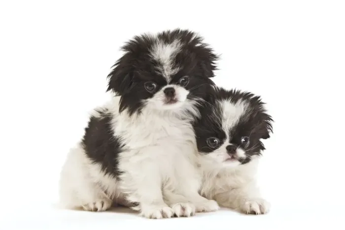 Framed Print : Dog - Japanese Chin / Spaniel - puppies in studio Framed Print : Dog - Japanese Chin / Spaniel - puppies in studio