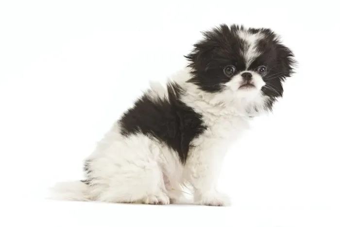 Framed Print : Dog - Japanese Chin / Spaniel - puppy in studio Framed Print : Dog - Japanese Chin / Spaniel - puppy in studio