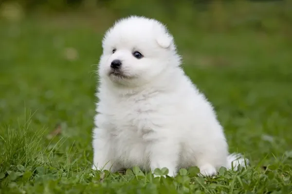 Fluffy Japanese Spitz Breeds All About Japanese Spitz Dog Breed