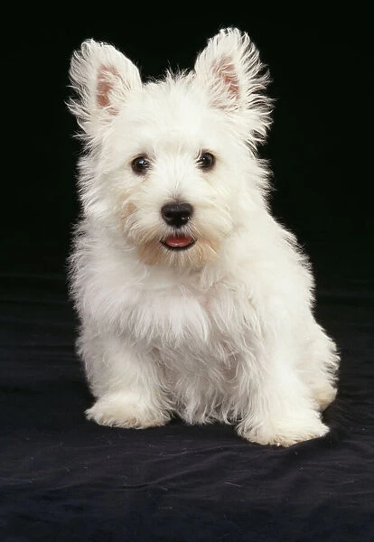 Dog JD 12688 West Highland White Terrier puppy © John Daniels  /  ARDEA LONDON