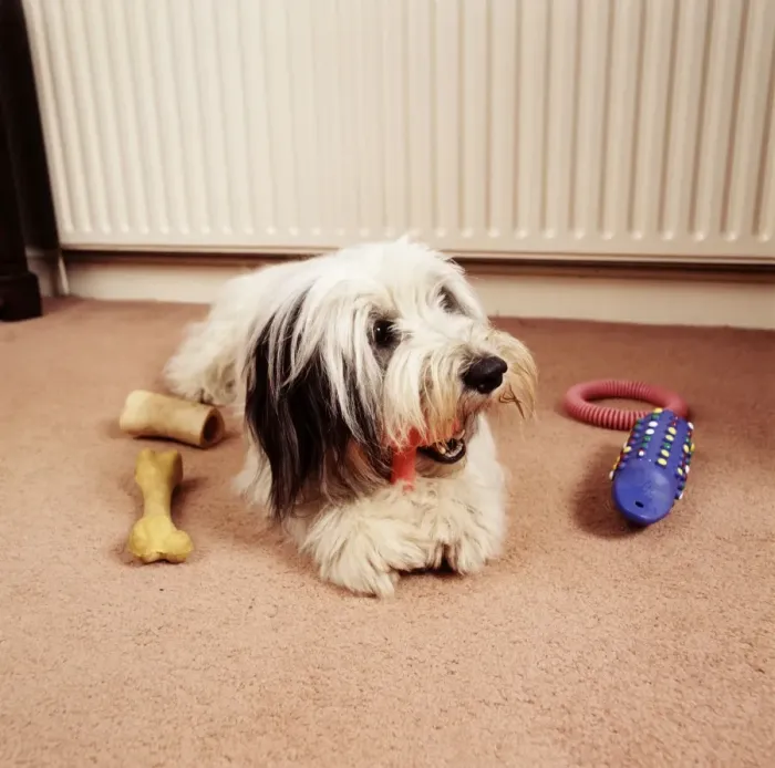Framed Print : Dog JD 14162 Dog lying with toys. © John Daniels / ARDEA LONDON Framed Print : Dog JD 14162 Dog lying with toys. © John Daniels / ARDEA LONDON