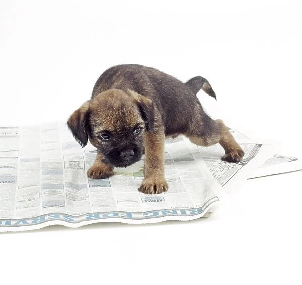 Dog JD 14241 Puppy urinating on newspaper. © John Daniels  /  ARDEA LONDON