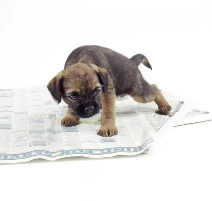 Framed Print : Dog JD 14241 Puppy urinating on newspaper. © John Daniels / ARDEA LONDON Framed Print : Dog JD 14241 Puppy urinating on newspaper. © John Daniels / ARDEA LONDON
