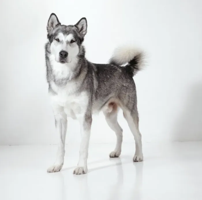 Framed Print : Dog JD 15401 Alaskan malamute © John Daniels / ARDEA LONDON Framed Print : Dog JD 15401 Alaskan malamute © John Daniels / ARDEA LONDON