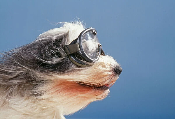 Dog JD 15611E Wearing goggles in wind © John Daniels  /  ardea. com