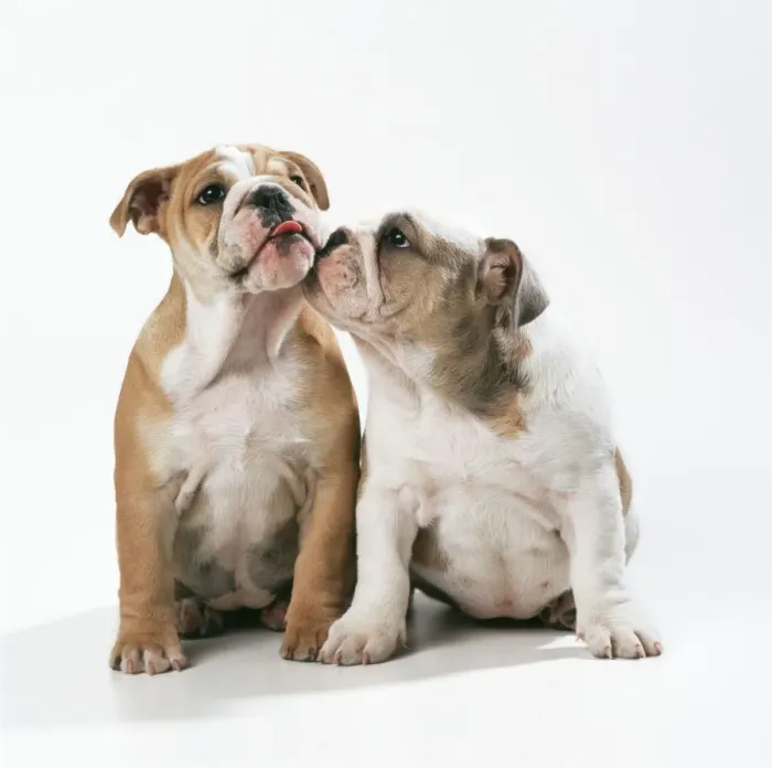 Framed Print : Dog JD 16572E Bulldog puppies © John Daniels / ardea. com Framed Print : Dog JD 16572E Bulldog puppies © John Daniels / ardea. com
