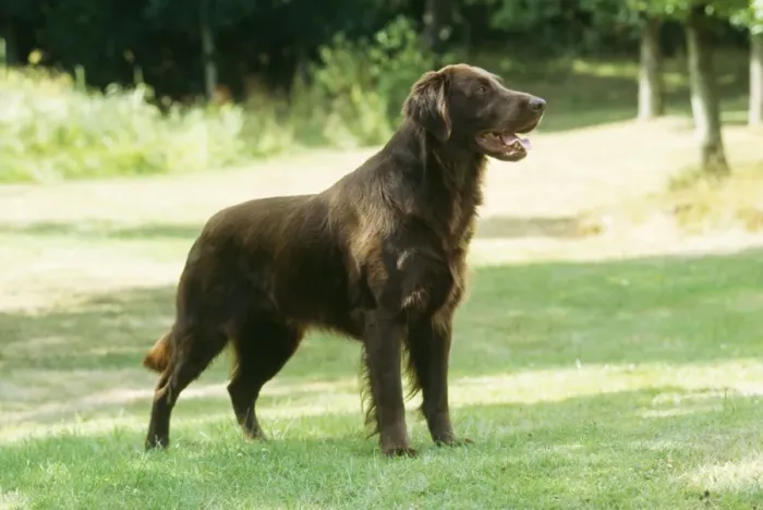 Framed Print : Dog JD 8548 Flat-coated Retriever © John Daniels / ARDEA LONDON Framed Print : Dog JD 8548 Flat-coated Retriever © John Daniels / ARDEA LONDON