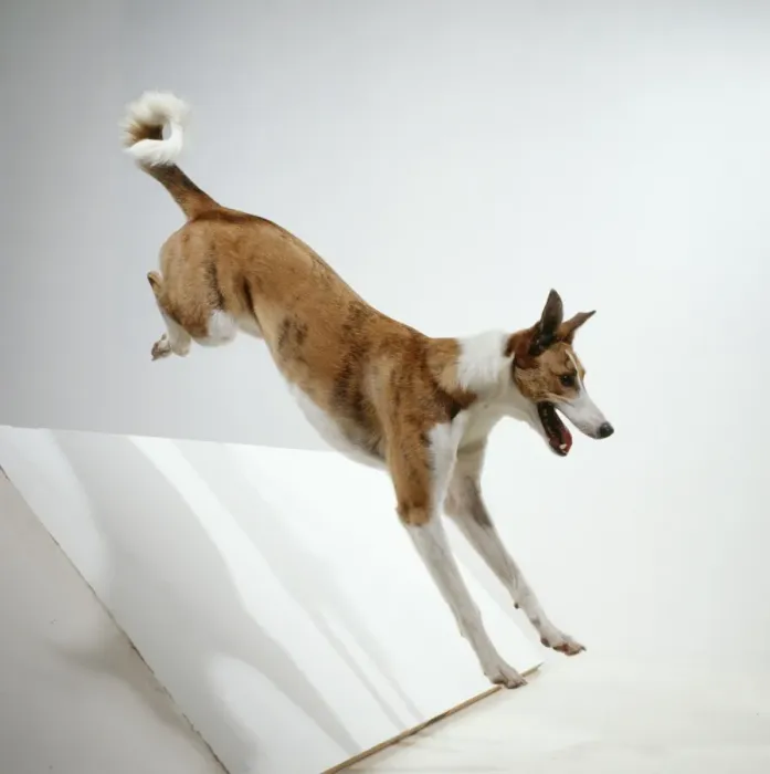 Framed Print : Dog Jumping Framed Print : Dog Jumping