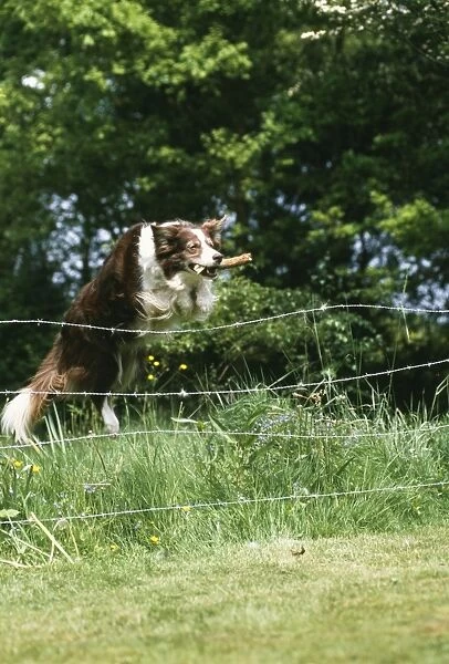 Dog Jumping over fence