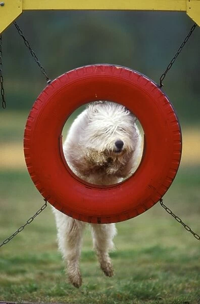 Dog - jumping though tyre