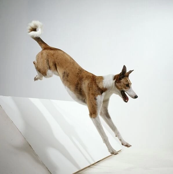 DOG - jumping, side view