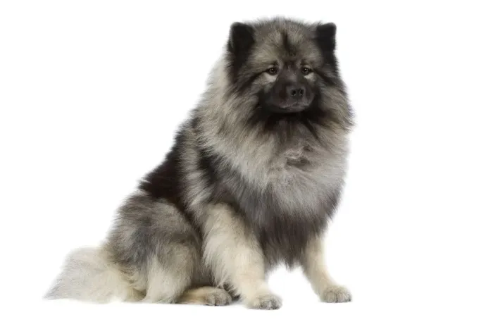 Framed Print : Dog - Keeshond / Wolf Spitz Framed Print : Dog - Keeshond / Wolf Spitz