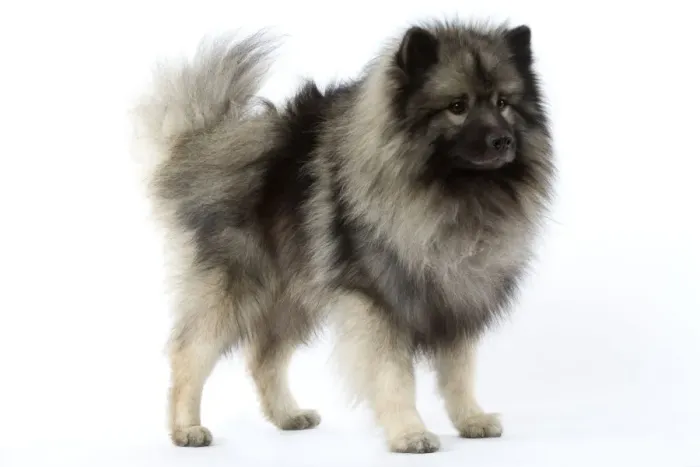 Framed Print : Dog - Keeshond / Wolf Spitz Framed Print : Dog - Keeshond / Wolf Spitz