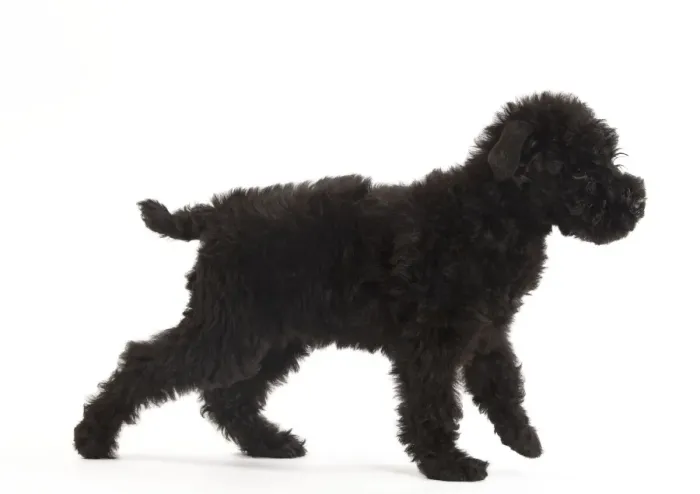 Framed Print : Dog - Kerry Blue Terrier - in studio Framed Print : Dog - Kerry Blue Terrier - in studio