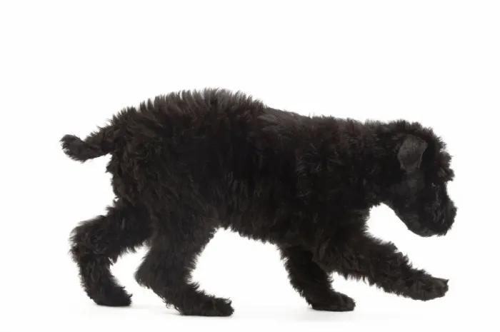 Framed Print : Dog - Kerry Blue Terrier - in studio