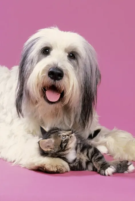 Framed Print : Dog With Kitten Framed Print : Dog With Kitten