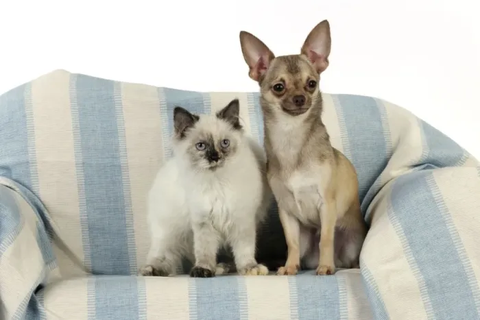 Framed Print : DOG & KITTEN. Chihuahua and kitten sitting together Framed Print : DOG & KITTEN. Chihuahua and kitten sitting together