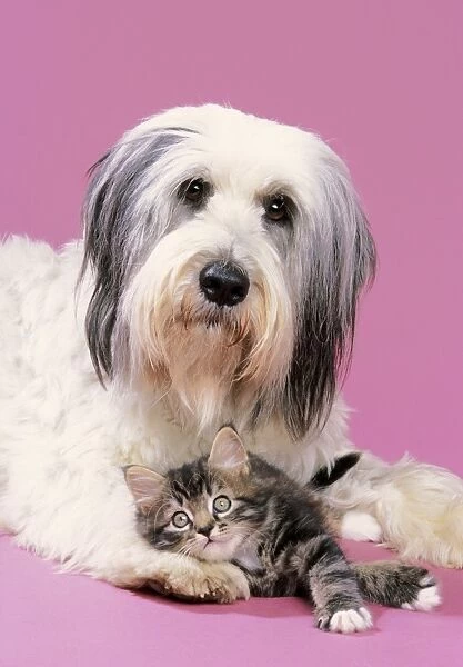 Dog & Kitten with head on dog's paw