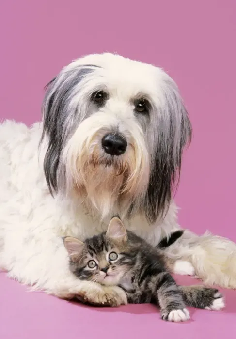 Framed Print : Dog & Kitten with head on dog's paw Framed Print : Dog & Kitten with head on dog's paw