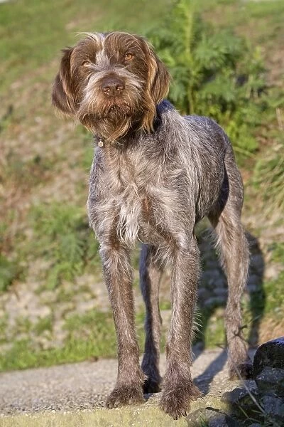 Dog - Korthal  /  German wire-haired pointing Griffon