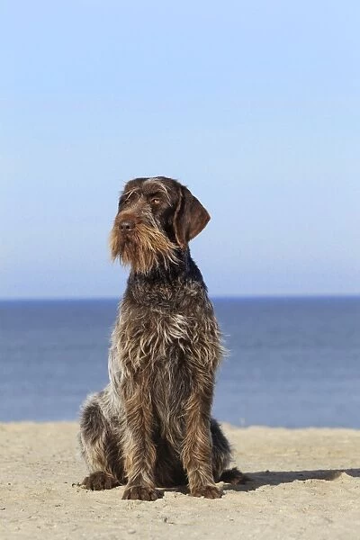 Dog - Korthal Griffon - on beach