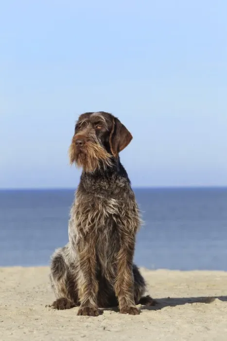 Framed Print : Dog - Korthal Griffon - on beach