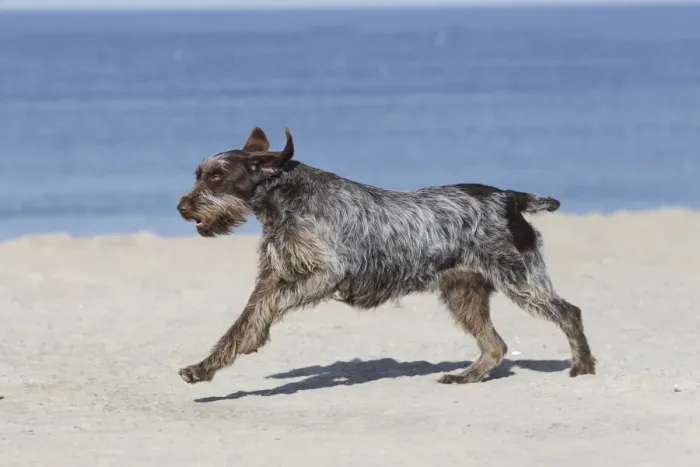 Framed Print : Dog - Korthal Griffon - on beach running Framed Print : Dog - Korthal Griffon - on beach running