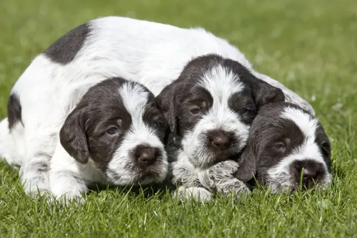 Framed Print : Dog - Korthal Griffon puppies Framed Print : Dog - Korthal Griffon puppies