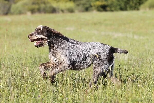 Dog - Korthal Griffon running