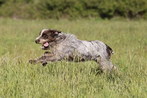 Dog - Korthal Griffon running