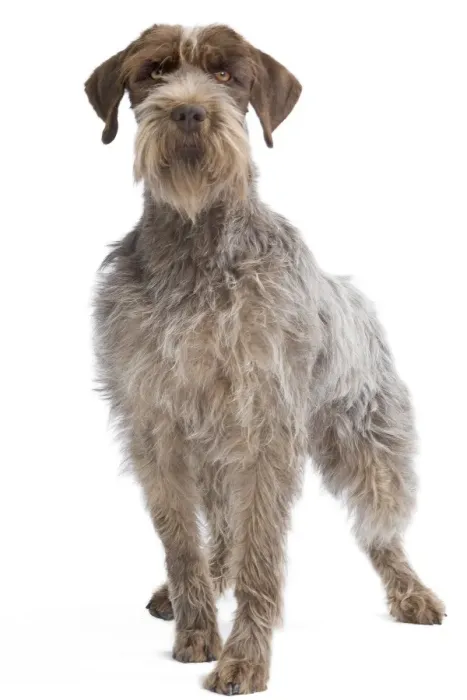 Framed Print : Dog - Korthal Griffon - in studio Framed Print : Dog - Korthal Griffon - in studio