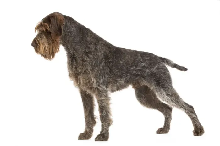Framed Print : Dog - Korthal Griffon - in studio Framed Print : Dog - Korthal Griffon - in studio