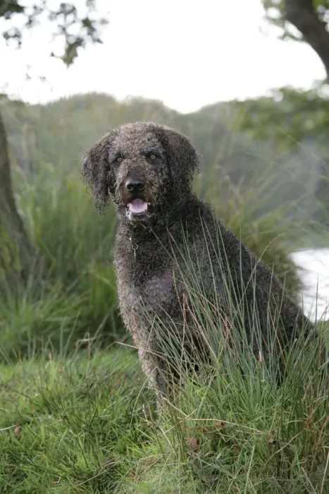 Framed Print : Dog - Labradoodle Framed Print : Dog - Labradoodle