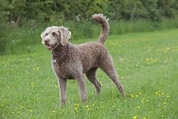 Dog - Labradoodle Retreiver Poodle cross - in meadow - Waterloo Kennels - Stoke Orchard - Cheltenham - UK