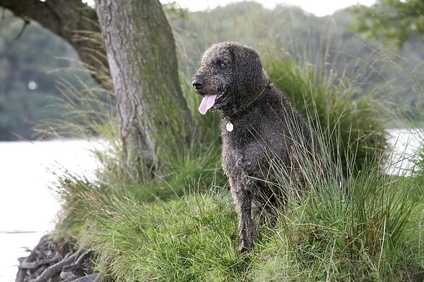 Dog - Labradoodle sitting by water