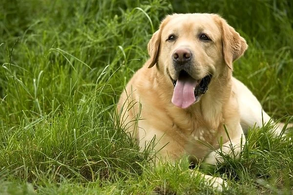 Dog - Labrador