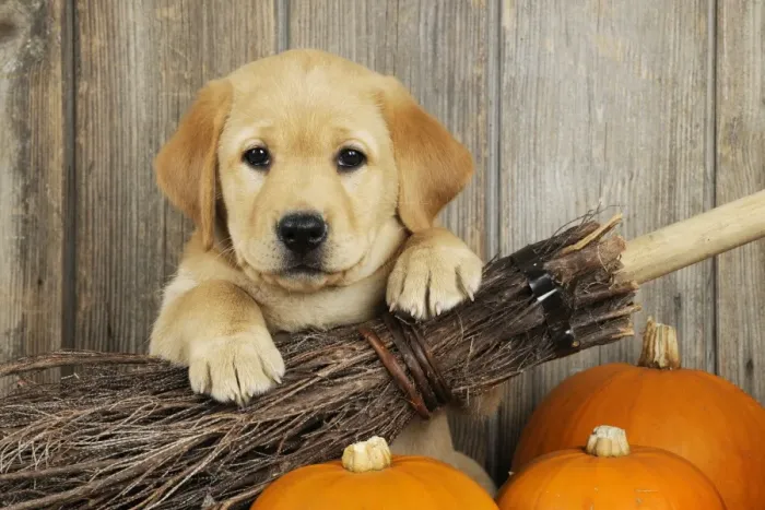 Framed Print : DOG. Labrador (8 week old pup) with broom & pumpkins Framed Print : DOG. Labrador (8 week old pup) with broom & pumpkins