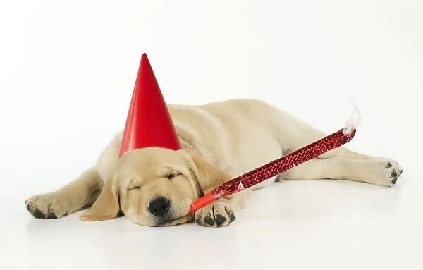 DOG. Labrador (8 week old pup) with party hat and party blower
