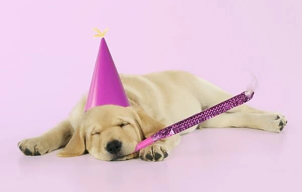 DOG. Labrador (8 week old pup) with party hat and party blower Digital Manipulation: party hat (JD). blower, hat & B / G to pink